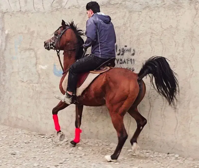 نریان عرب مصری دوسر وارداتی|اسب و تجهیزات اسب‌سواری|شهریار, شهرک مصطفی خمینی|دیوار