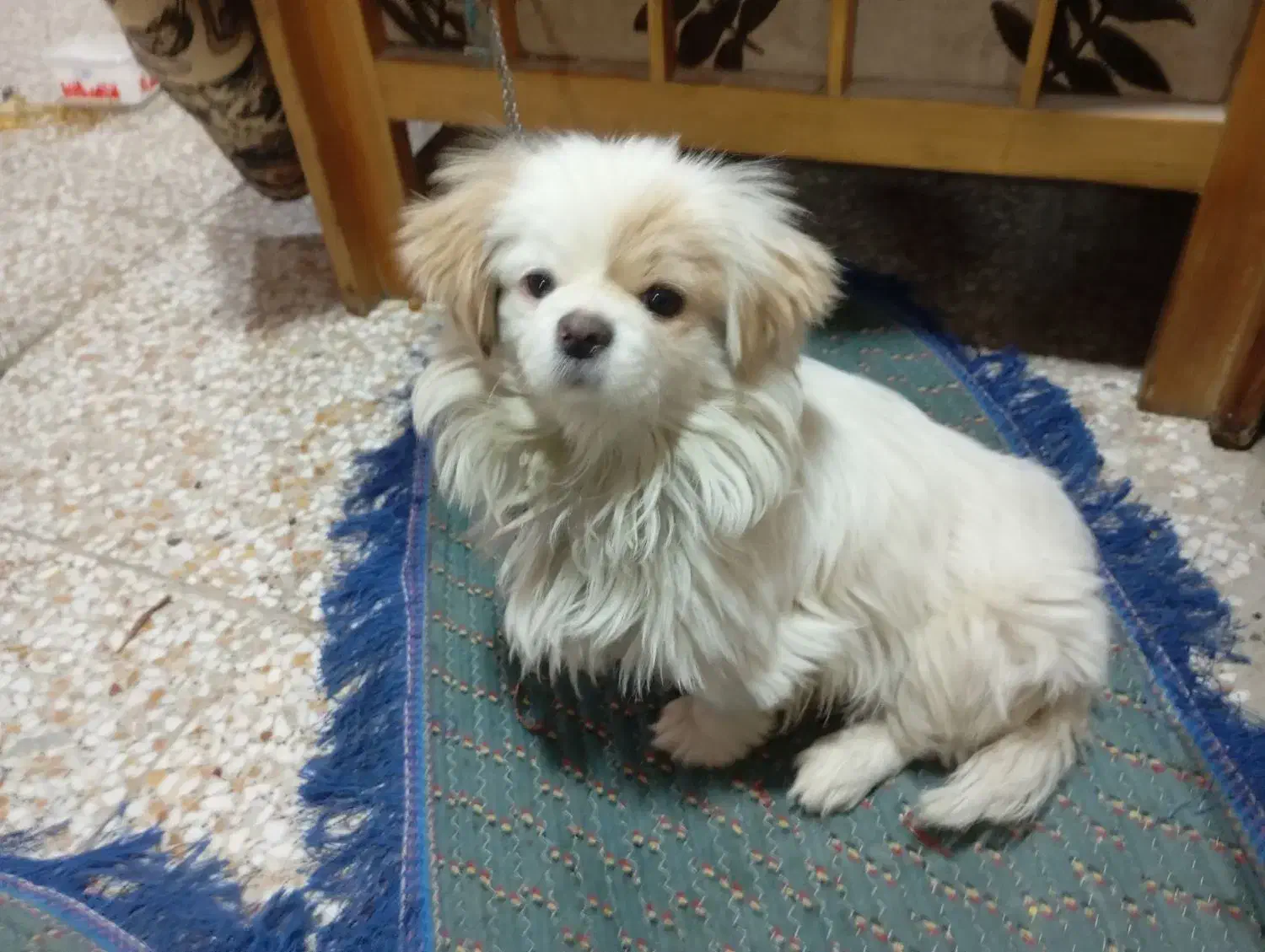 سگ پاپی|سگ|اصفهان, شهرک سلامت|دیوار