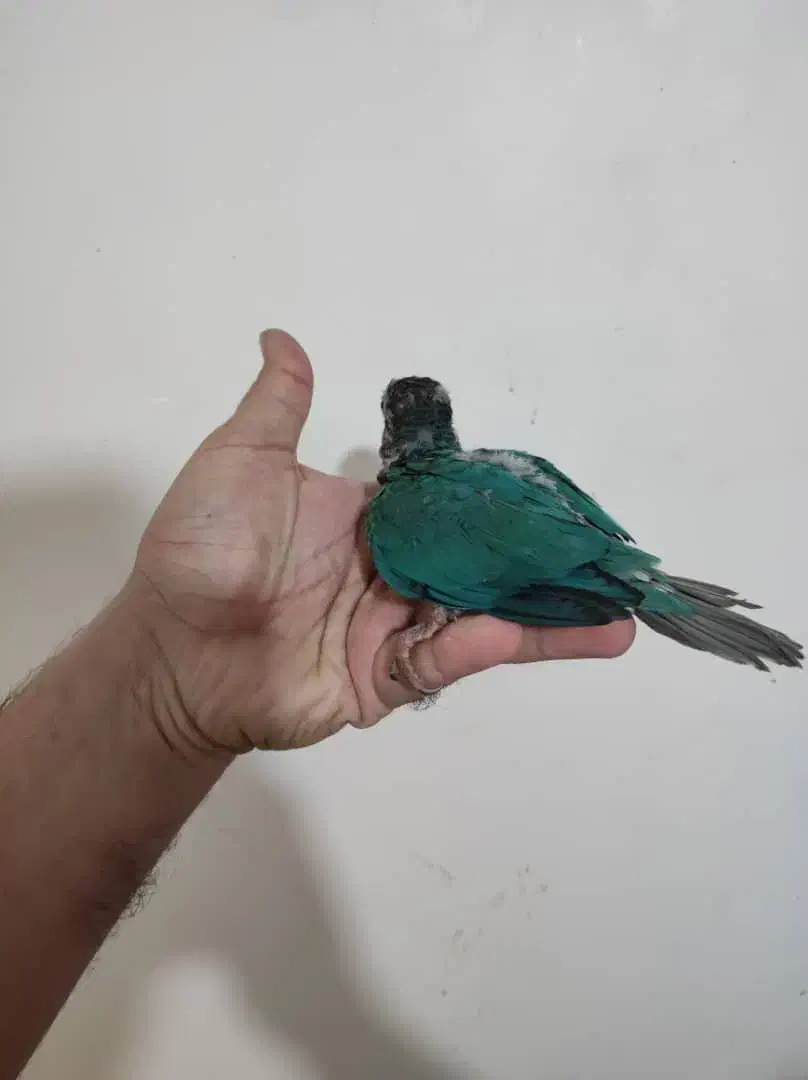 گرینجیک . عروس. ملنگو|پرنده|تهران, صادقیه|دیوار