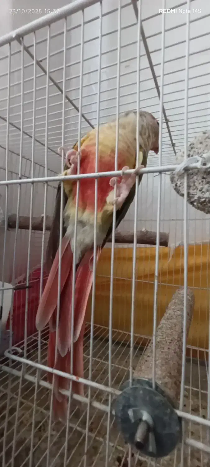 گرینچیک|پرنده|مشهد, هفت تیر (نه دره)|دیوار