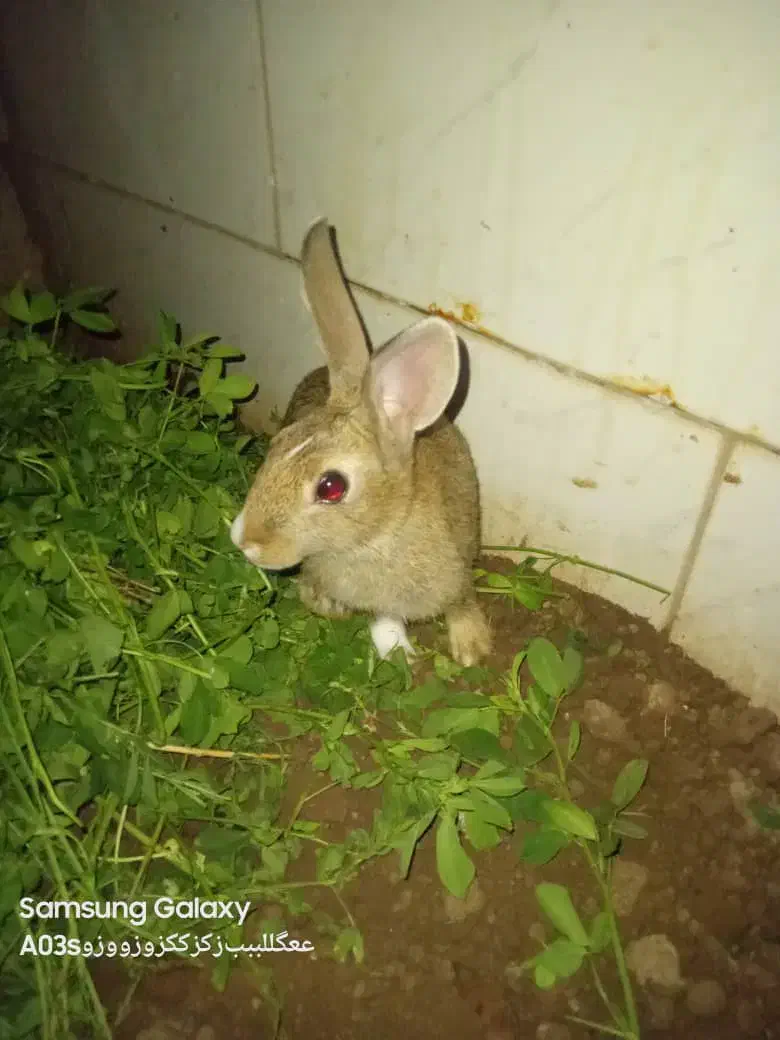 ۲عدد خرگوش نر وماده  خانگی ۷ماه|موش و خرگوش|ماکو, |دیوار