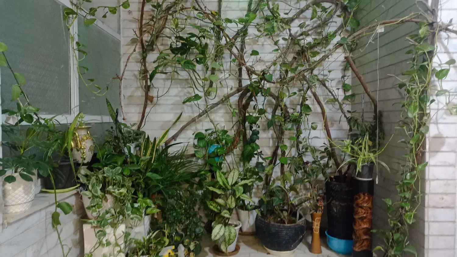 تعدای گل همگی با هم بفروش میرسد|گل و گیاه طبیعی|شاهین‌شهر, فردوسی|دیوار