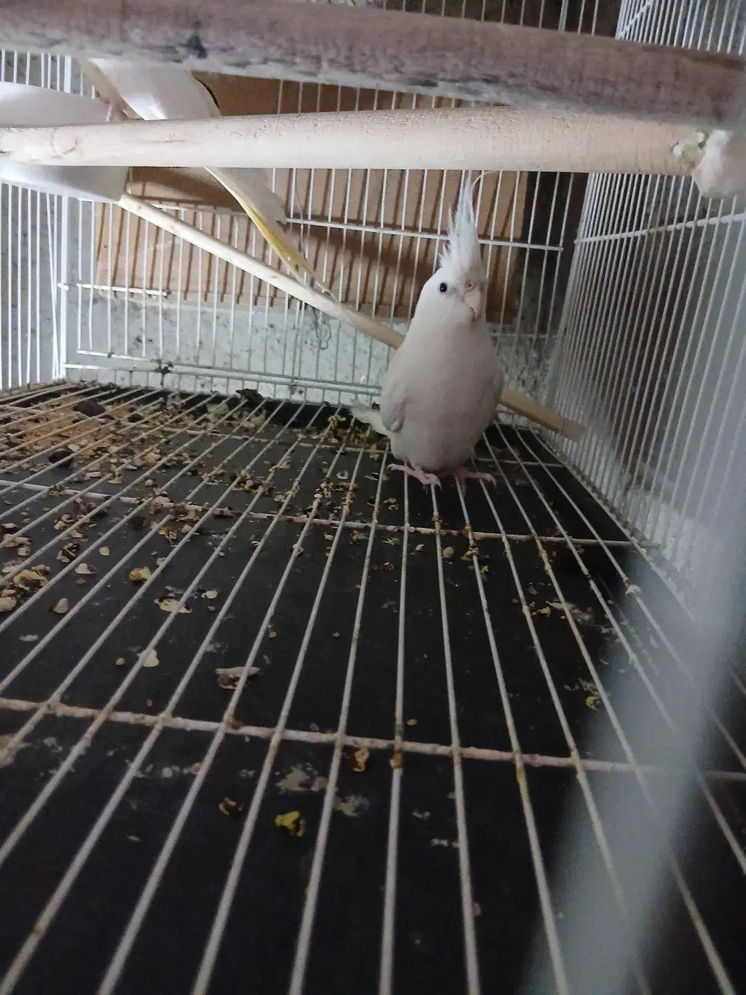 بی جواب|پرنده|آزادشهر, |دیوار