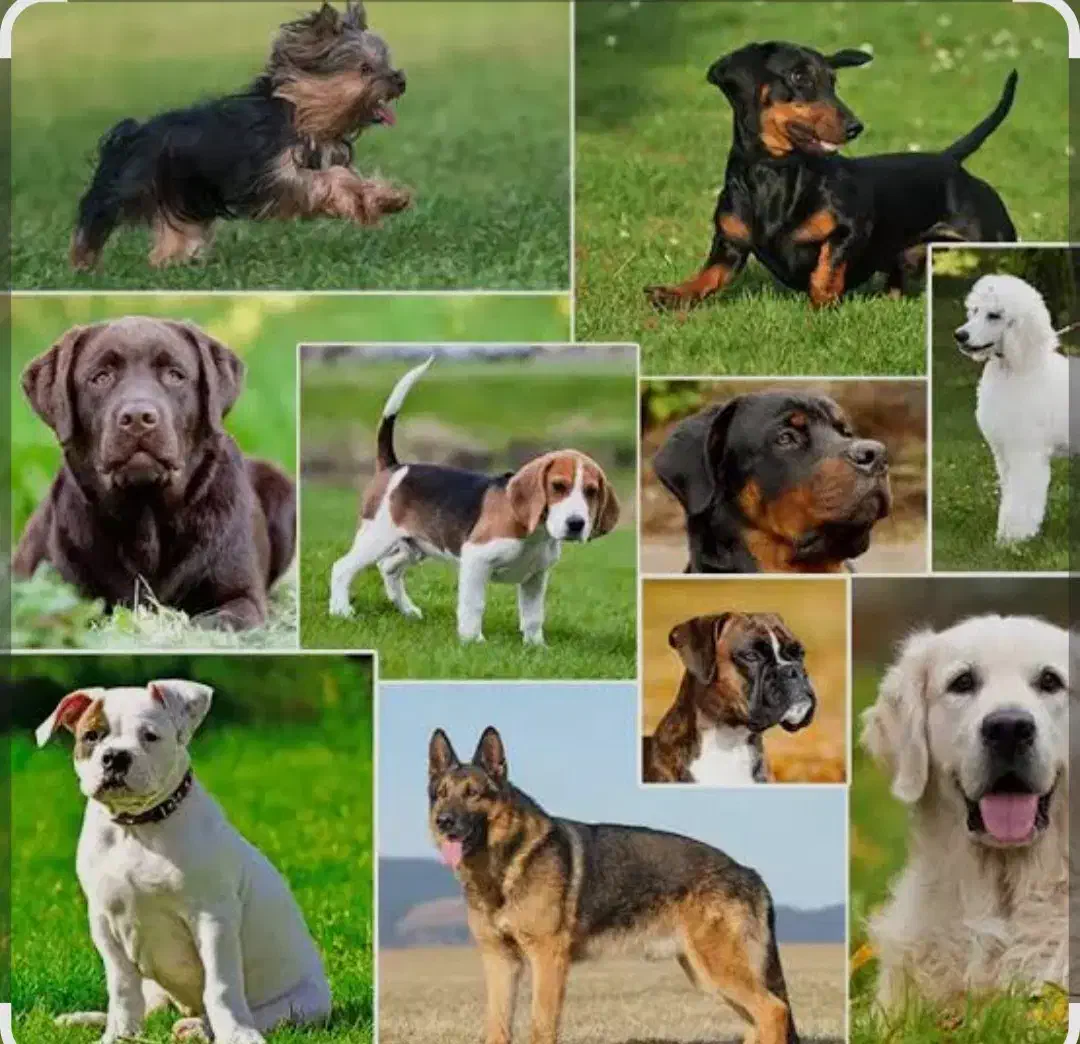 توله سگ هاسکی گمشده|سگ|هشتگرد, شهرک بعثت|دیوار