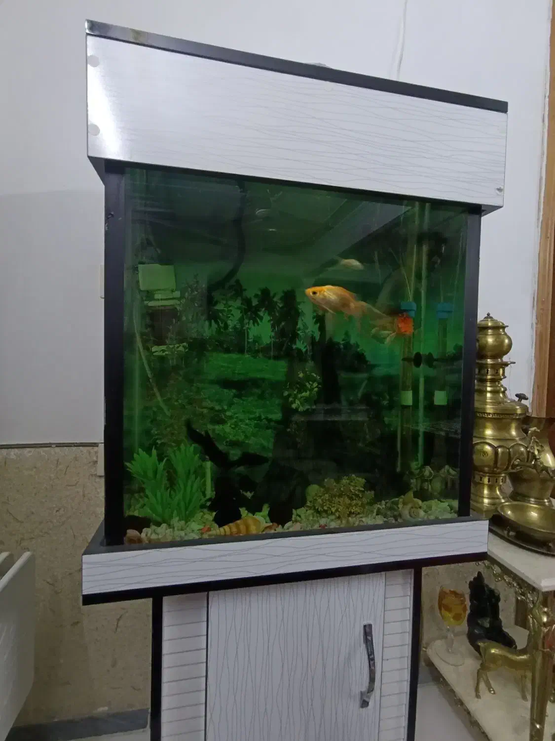 آکواریوم کمددار|ماهی|گرگان, |دیوار