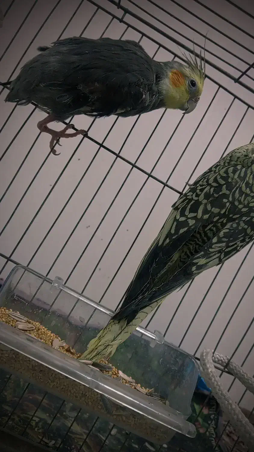 عروس هلندی|پرنده|بم, |دیوار