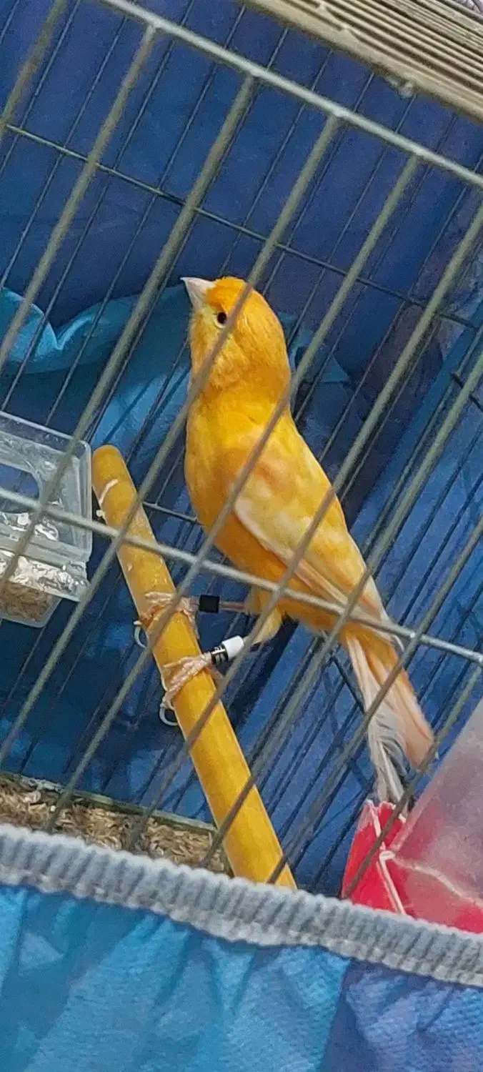 قناری نر|پرنده|نقده, |دیوار