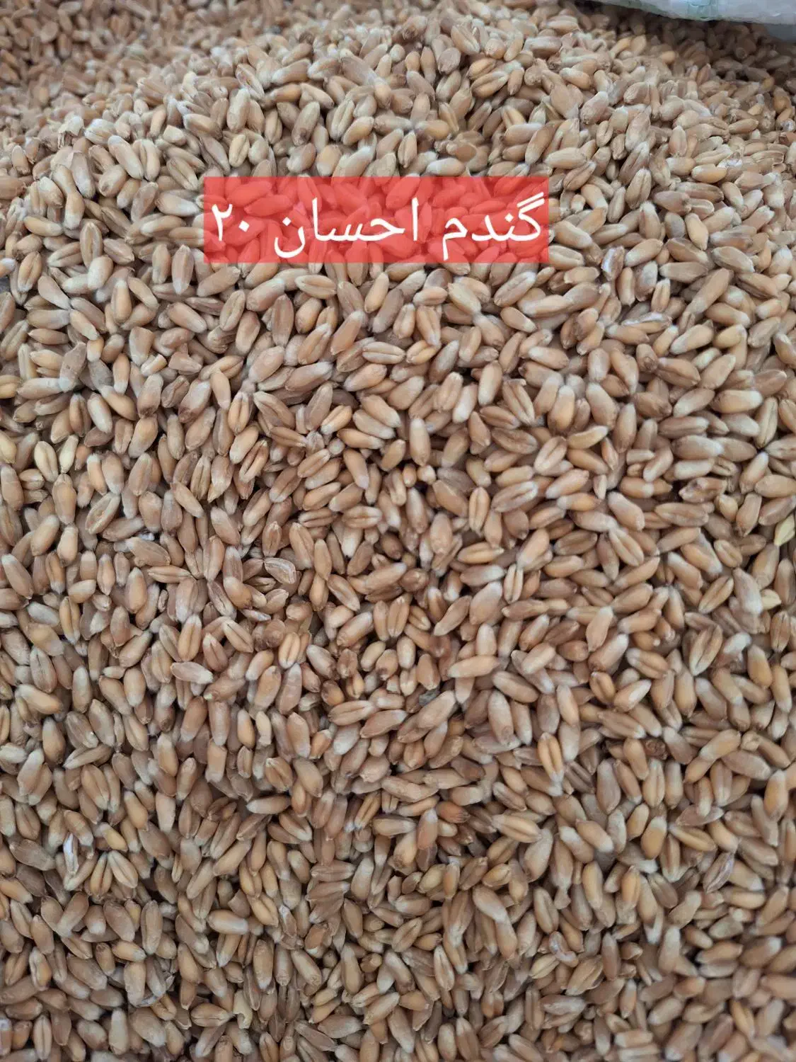 گندم بذر احسان و تکتاز بوجار شده و آماده کشت.|خدمات باغبانی و درختکاری|آق قلا, |دیوار