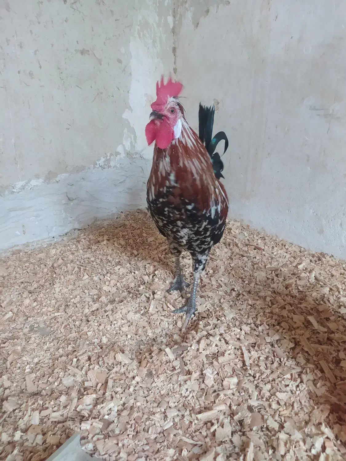 خروس شهری کالینگی|حیوانات مزرعه|قشم, |دیوار