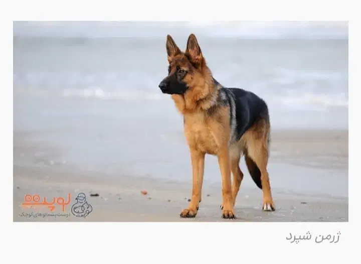 سرپرستی سگ|سگ|کرمان, |دیوار