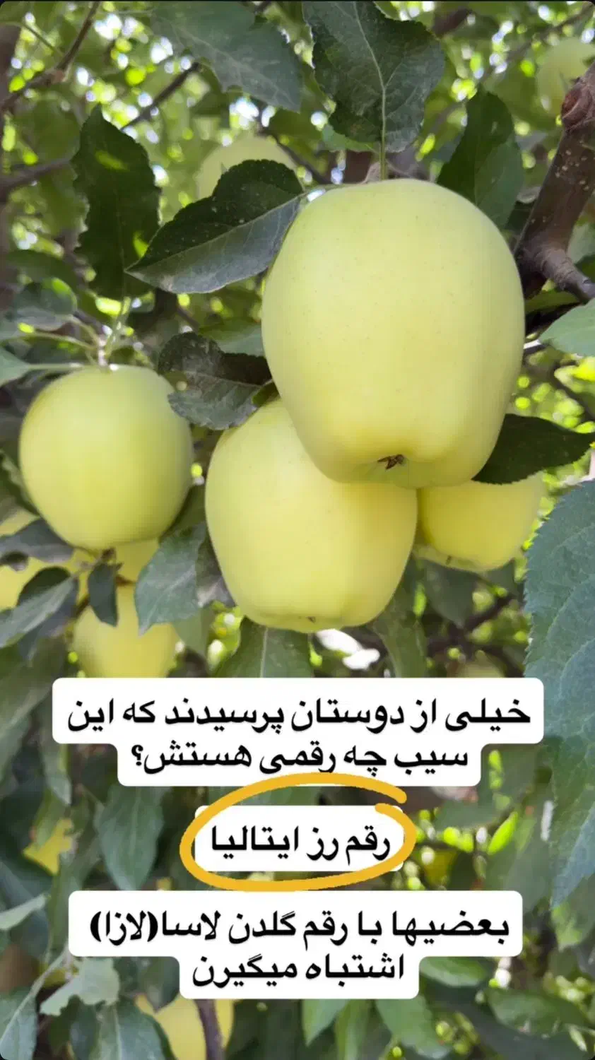 فروش ویژه نهال سیب رز ایتالیا|خدمات باغبانی و درختکاری|اشنویه, |دیوار