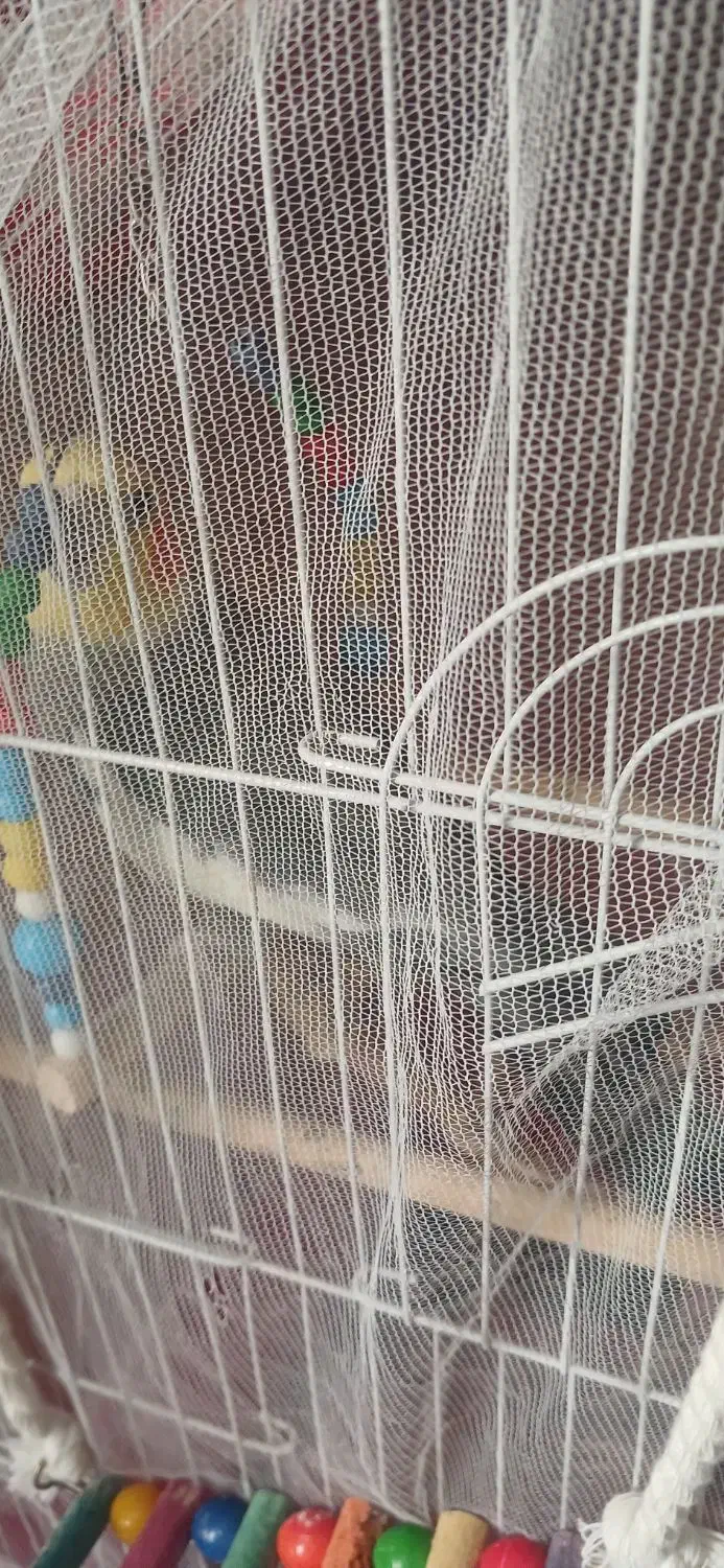 عروس هلندی نر و ماده|پرنده|رشت, گلباغ نماز|دیوار