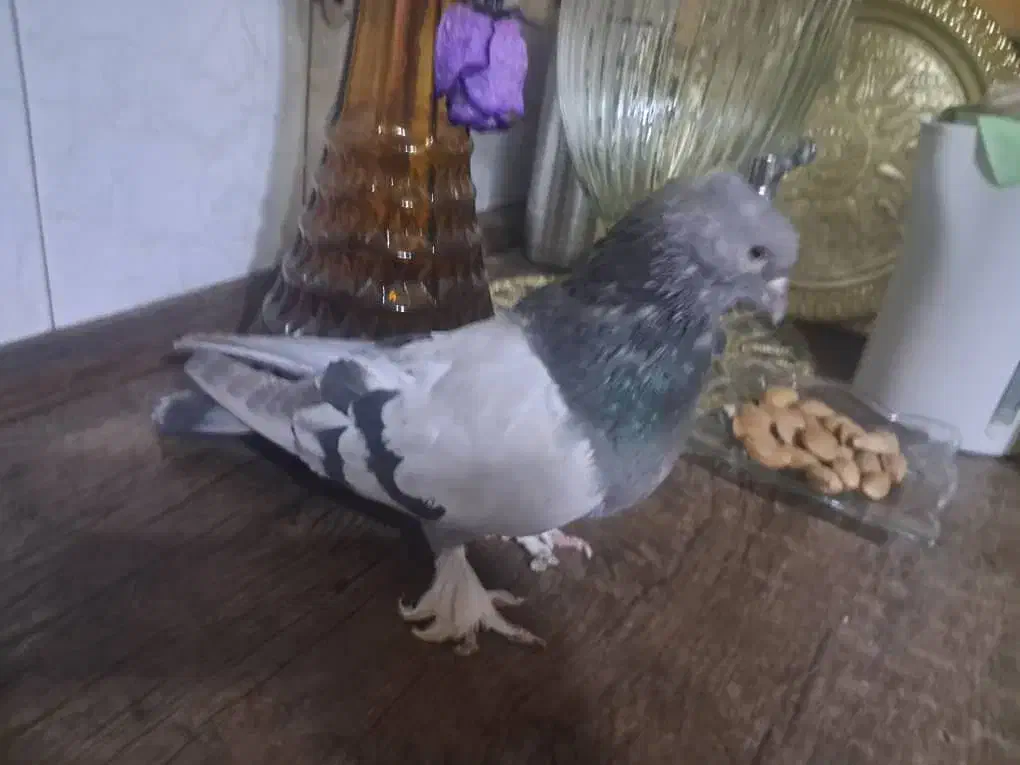 کبوتراصفهانی|پرنده|اصفهان, امیرعرب|دیوار