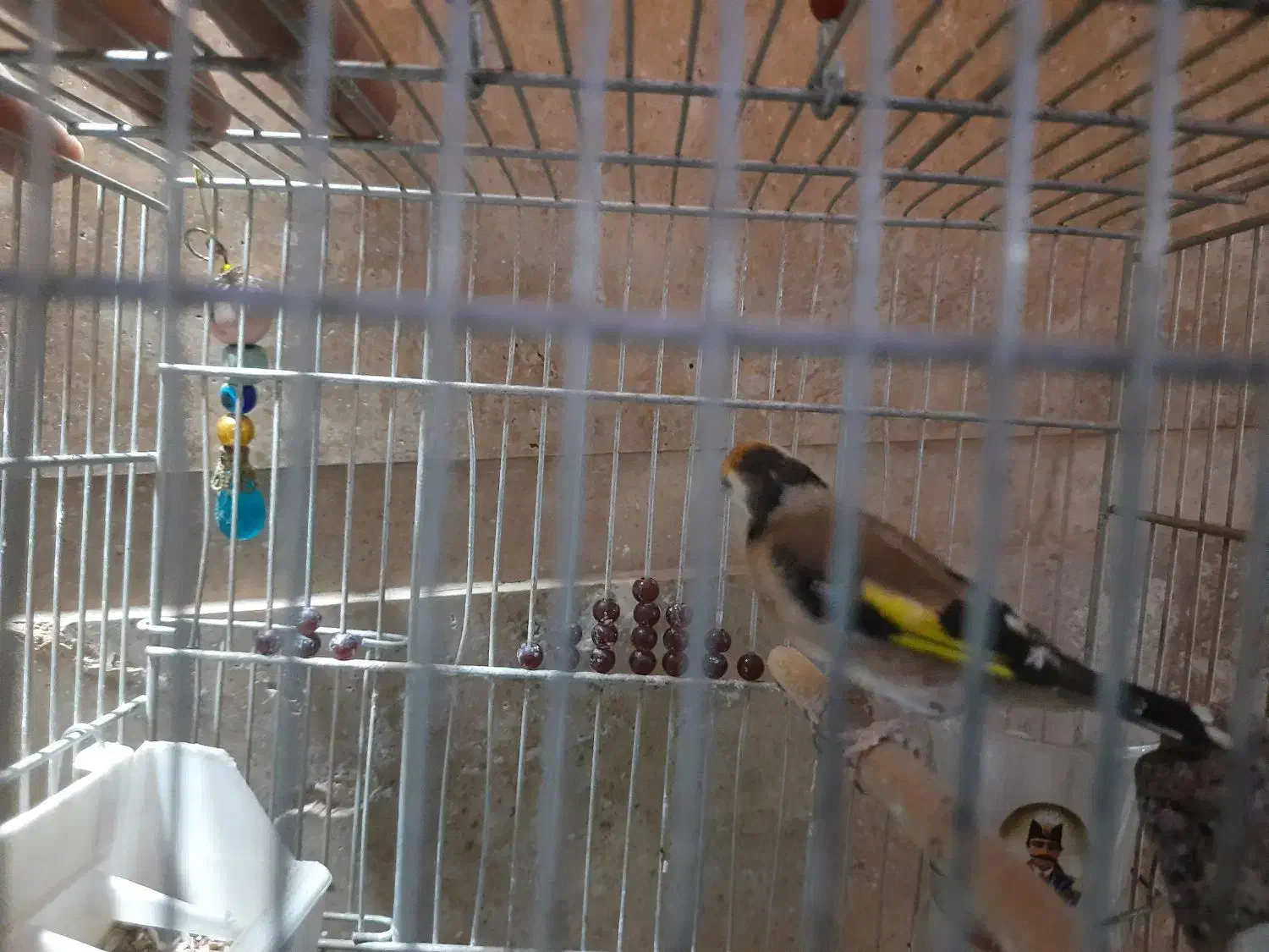 دوعددسهره نر|پرنده|شیراز, شهرک کوثر|دیوار