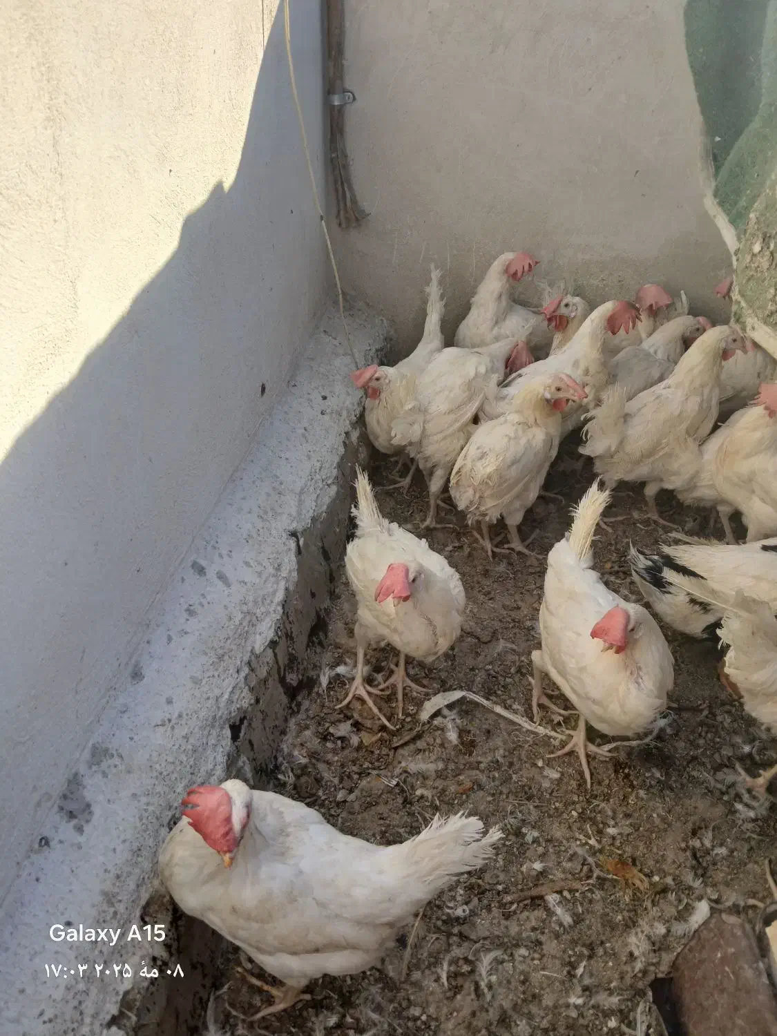 مرغ سربری|حیوانات مزرعه|شاهین‌شهر, گرگاب|دیوار