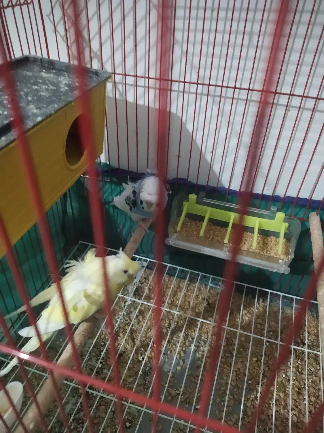 مرغ عشق پروانه ای|پرنده|اهواز, کوروش|دیوار