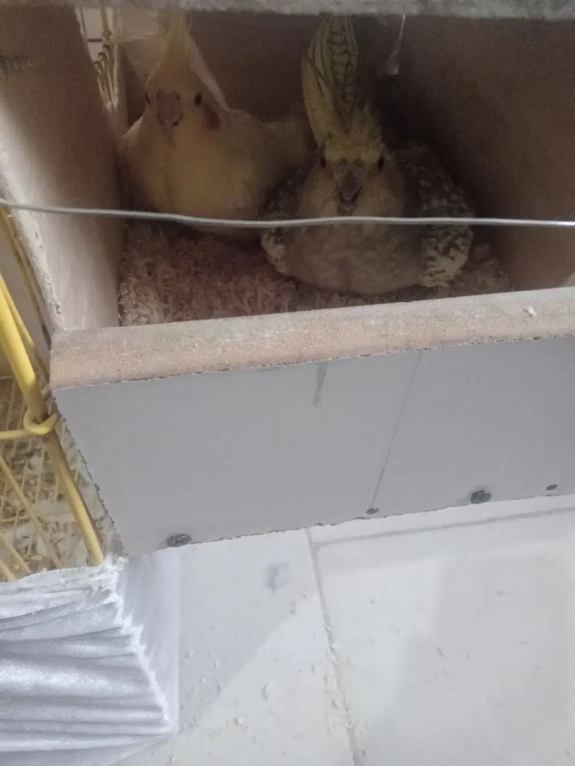 عروس مولد|پرنده|قرچک, شهرک طلائیه|دیوار