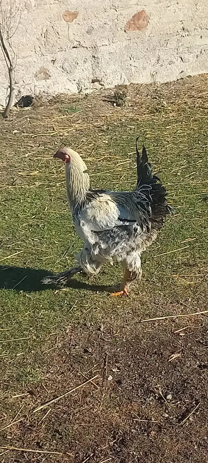 خروس محلی پاپر|حیوانات مزرعه|ویلکیج, |دیوار