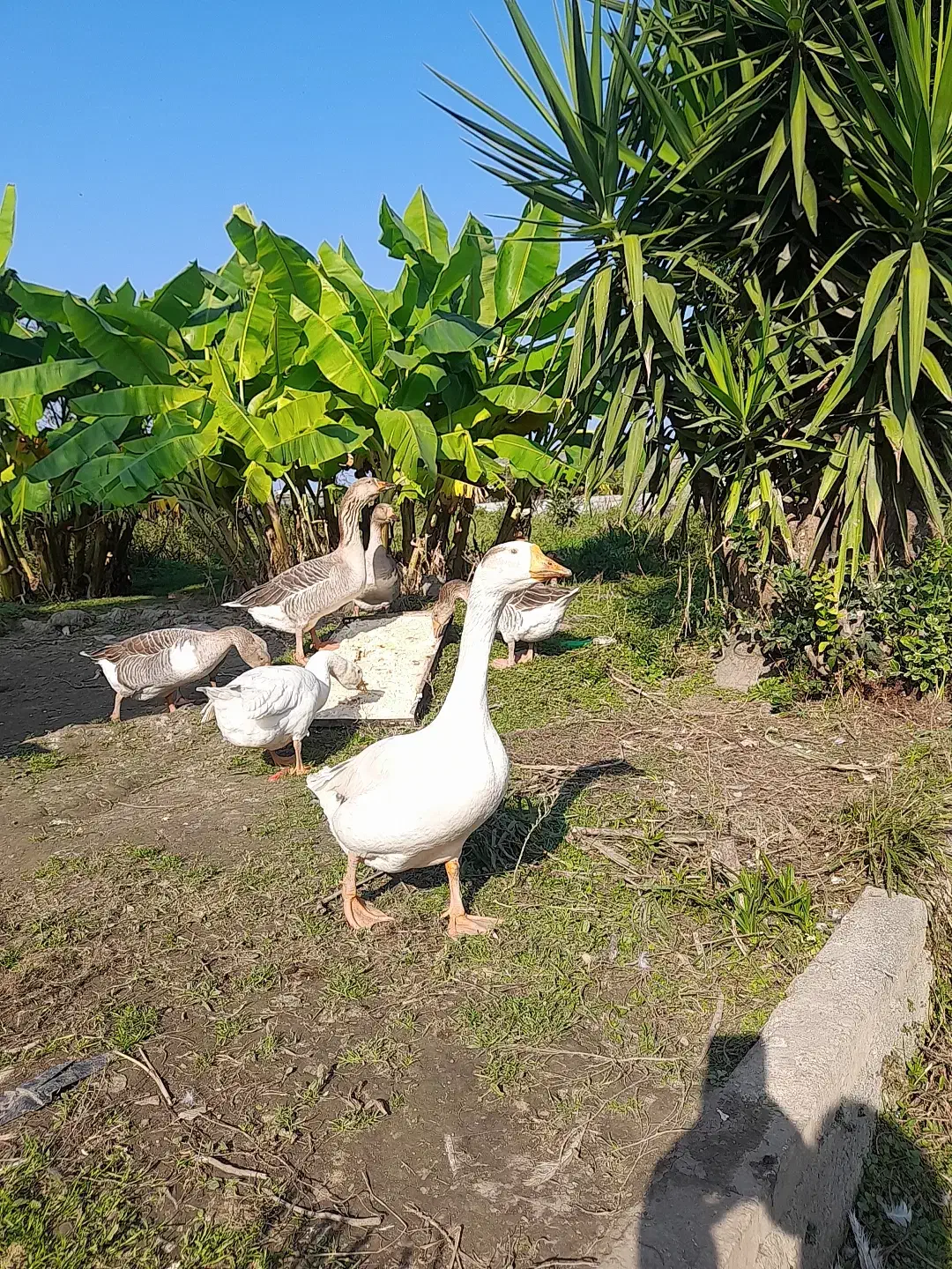 غوقاز وغاز دورگ نر موجوده|حیوانات مزرعه|چالوس, |دیوار