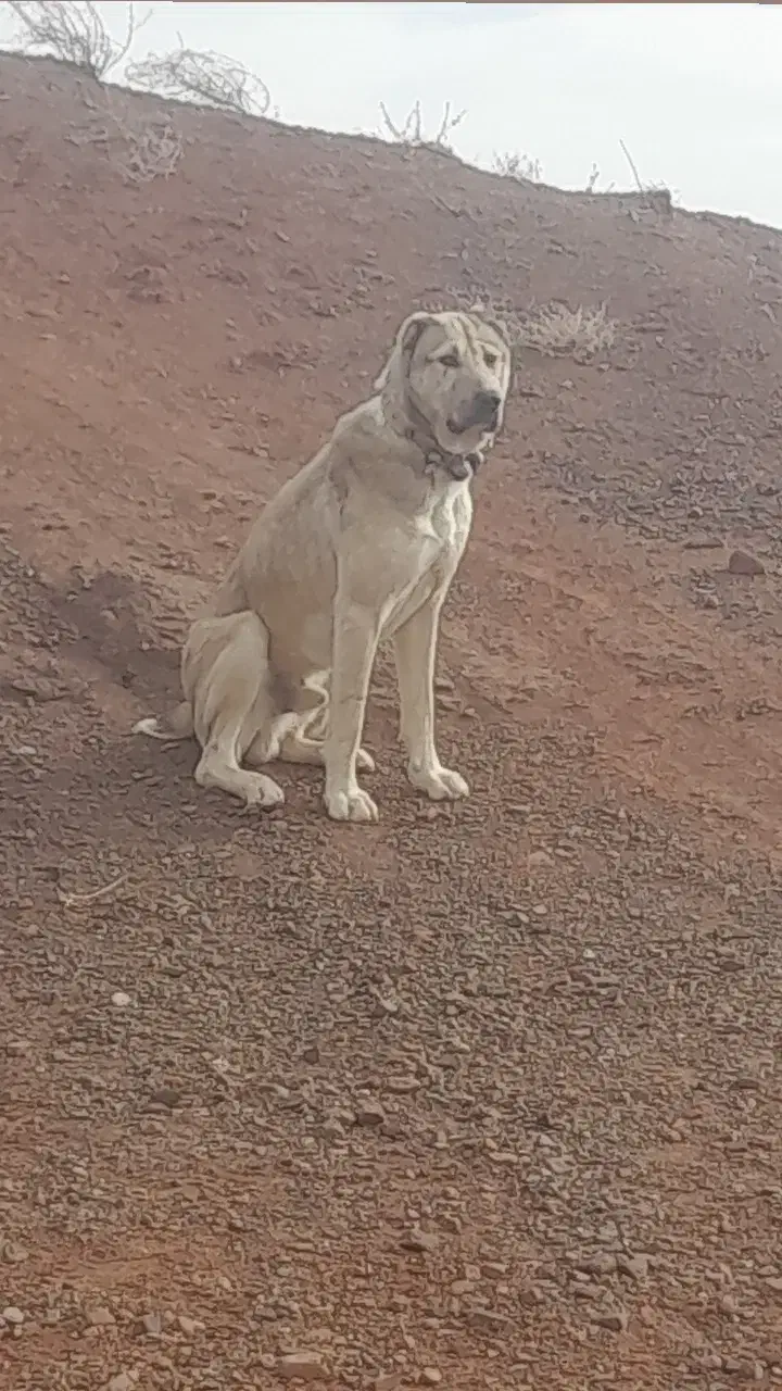 سگ گله|سگ|تربت جام, حافظ|دیوار