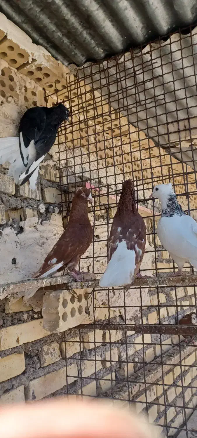 پرنده رنگی|پرنده|کارون, |دیوار