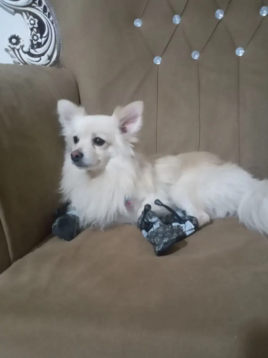 پامرین روباهی|سگ|محمدیه-قزوین, |دیوار