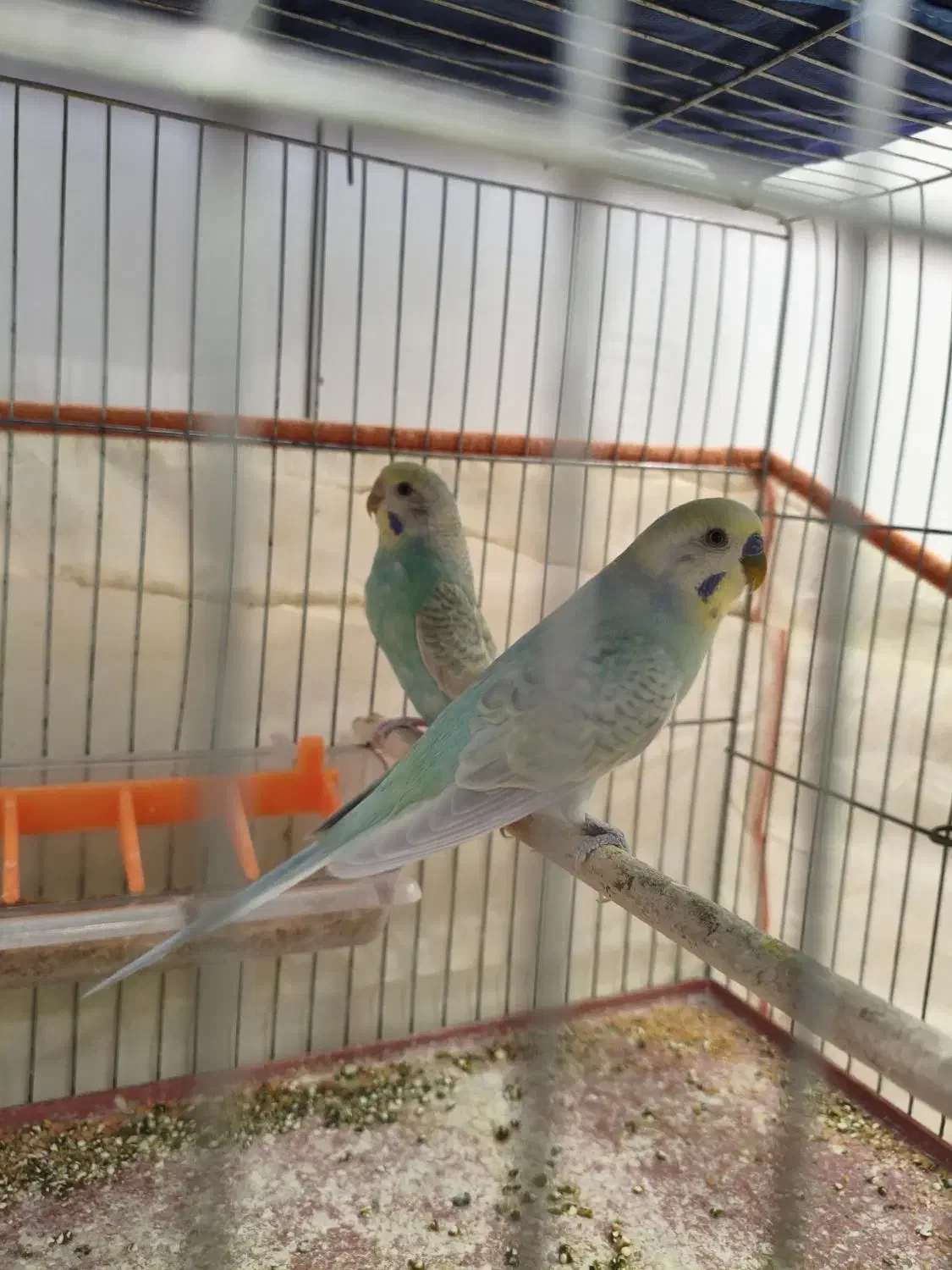 انواع مرغ عشق اسپانگل و هلندی با قفس|پرنده|شیراز, شهرک والفجر|دیوار