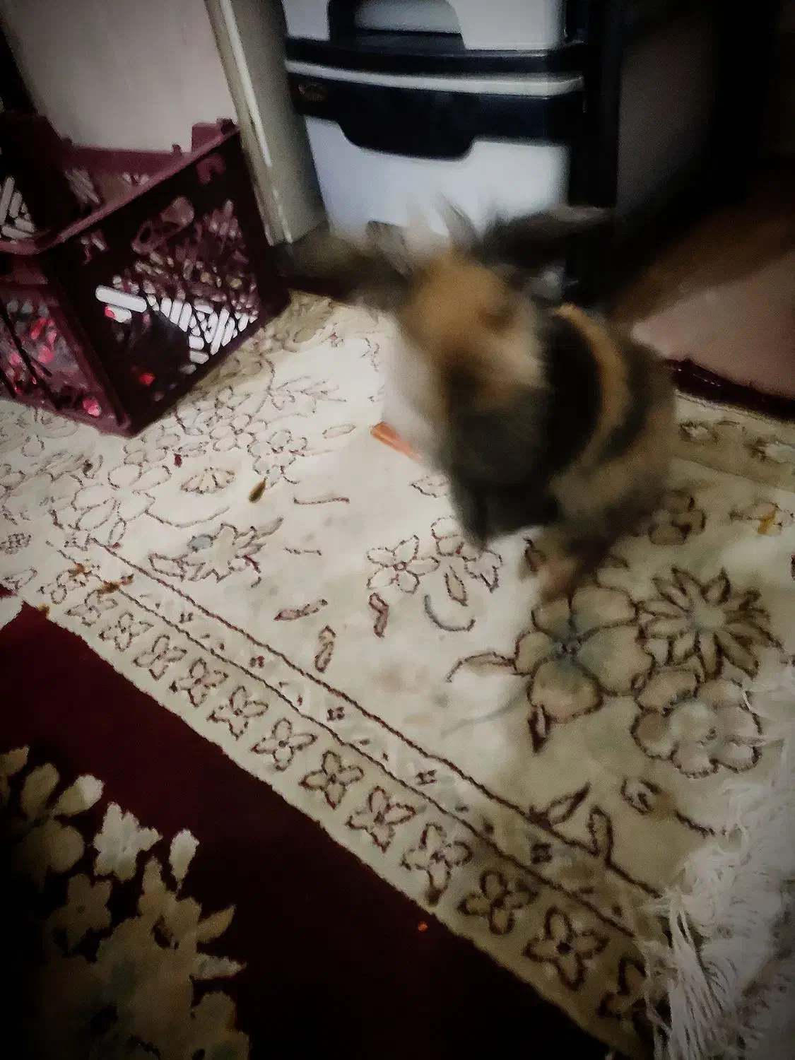 واگذاری خرگوش|موش و خرگوش|نجف‌آباد, صالح آباد|دیوار