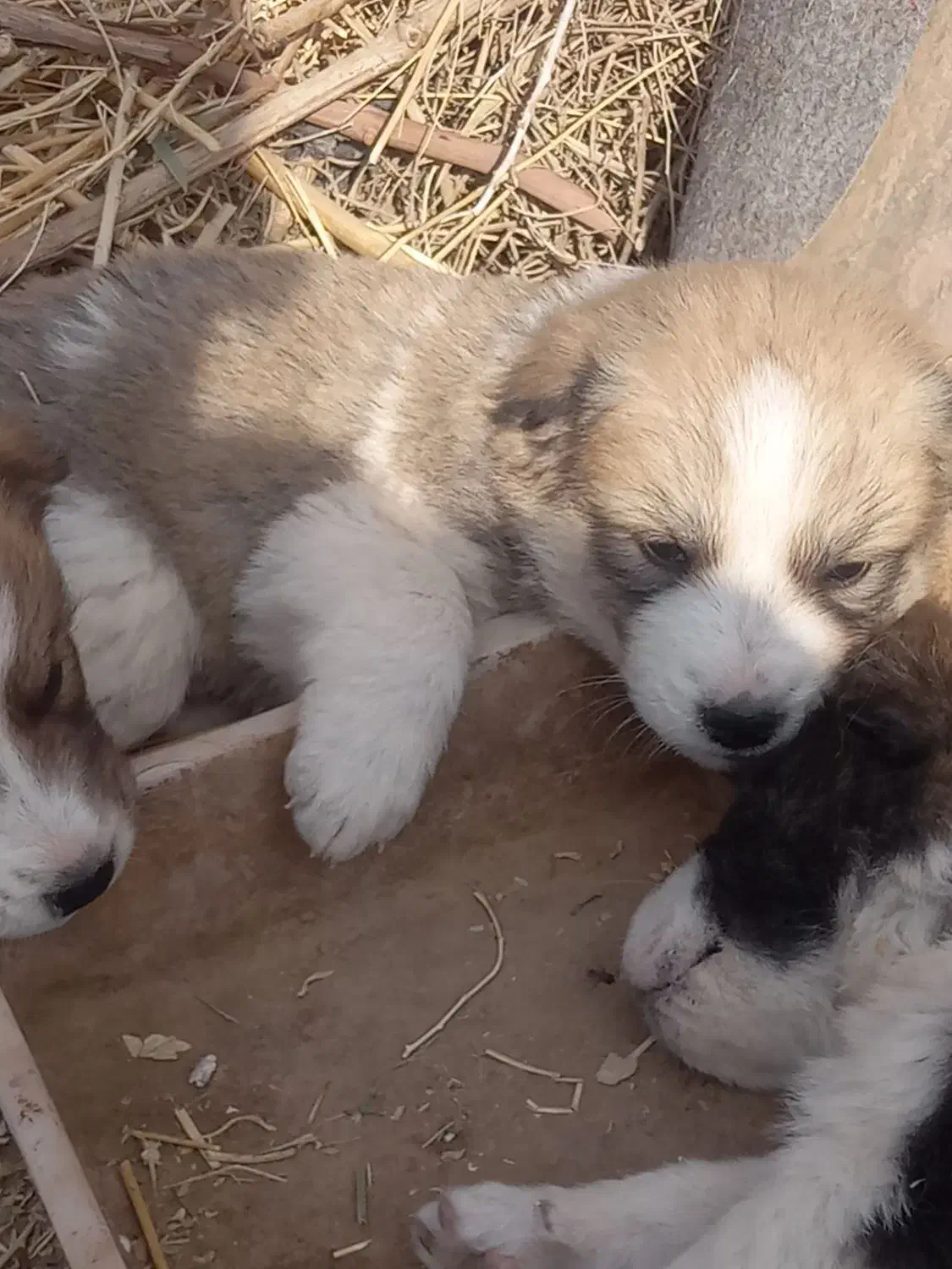 چهارتا توله سگ|سگ|تربت جام, میان جام|دیوار