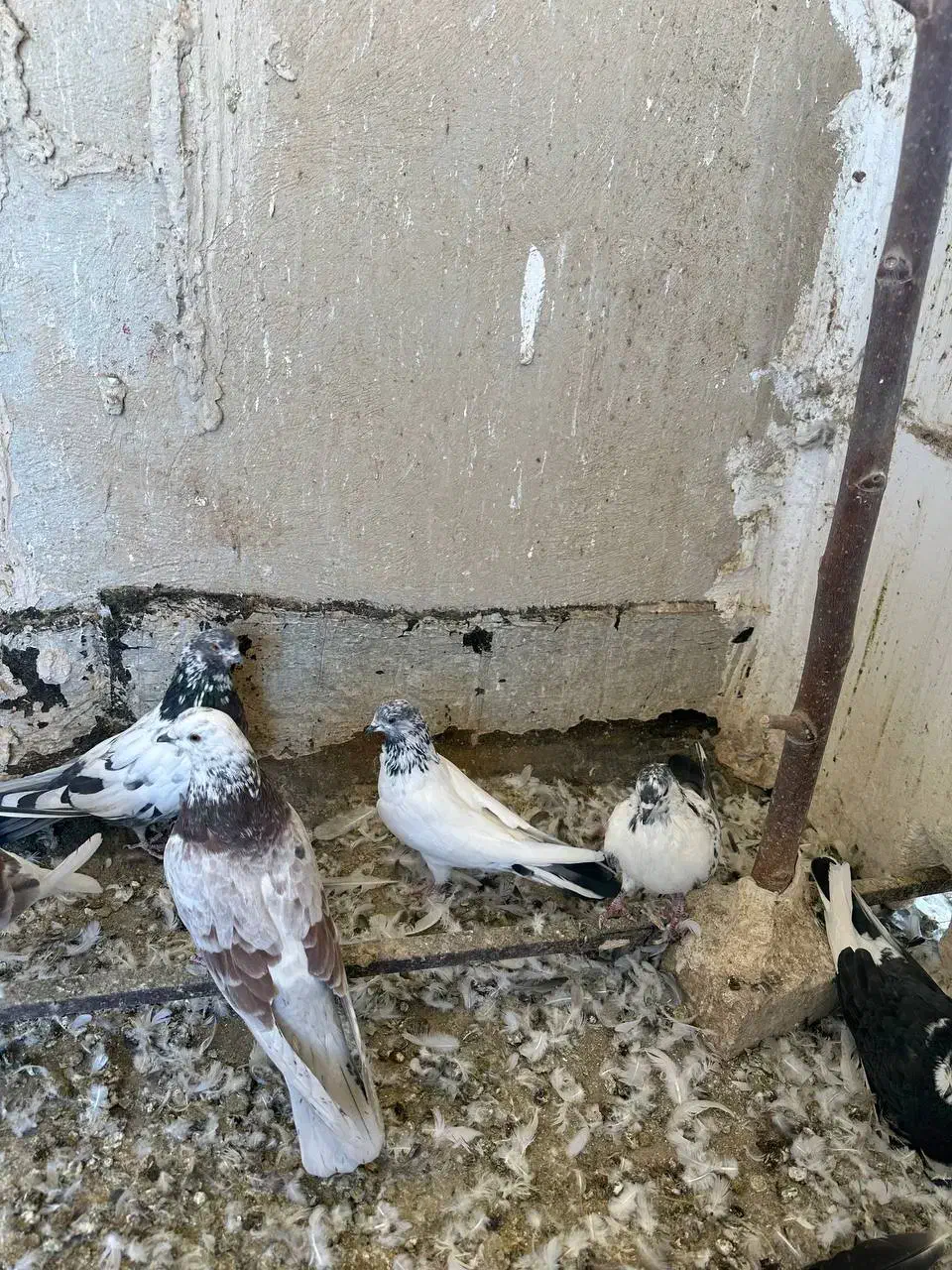 کفتر|پرنده|اندیشه, شهرک مریم|دیوار