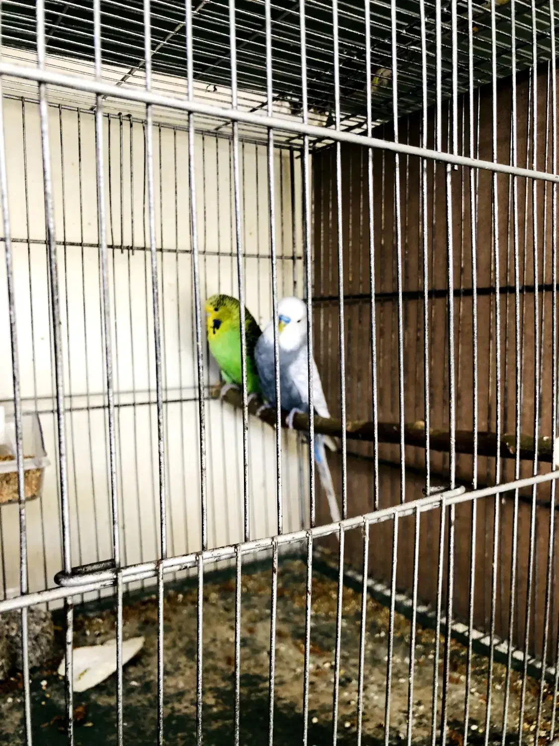 مرغ عشق انگلیسی مولد|پرنده|تهران, تجریش|دیوار