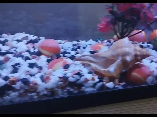 آکواریوم شیشه خم وارداتی|ماهی|قرچک, زیبا شهر|دیوار