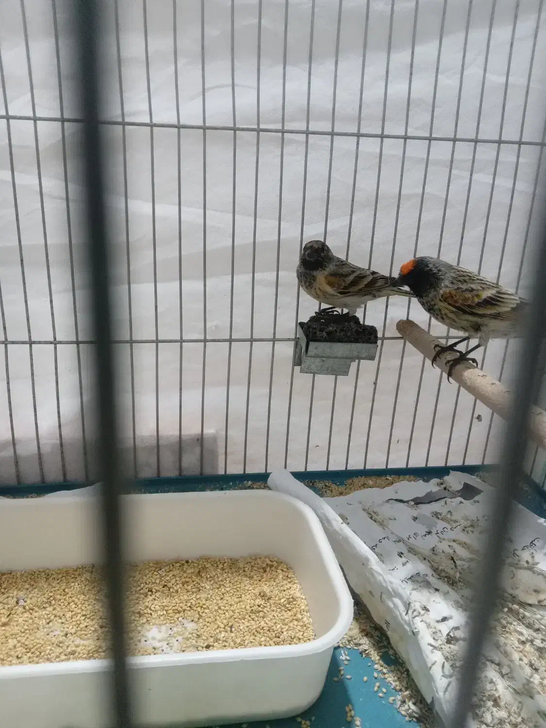 فروش گلبسر|پرنده|سیرجان, |دیوار