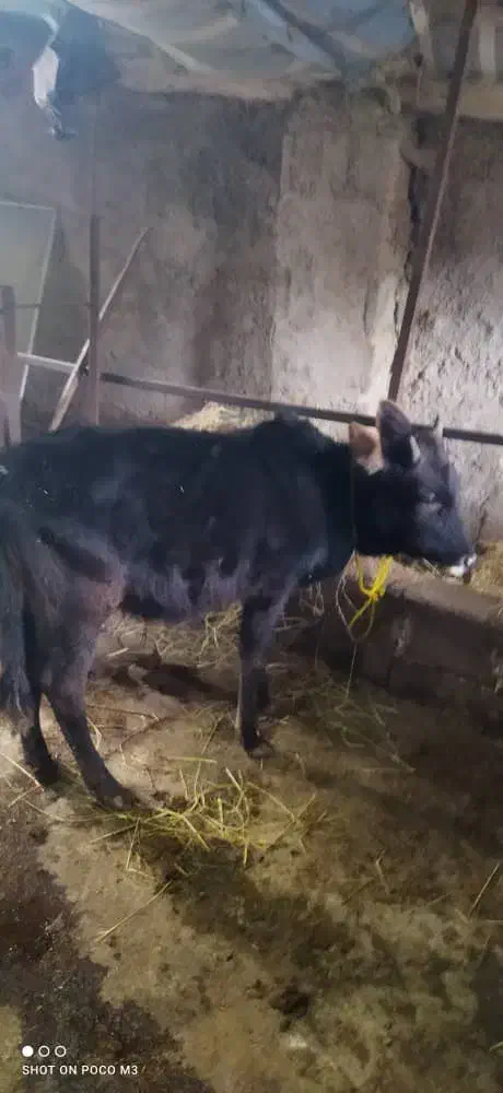 ورزاکوله چالوسی|حیوانات مزرعه|سنگر, |دیوار