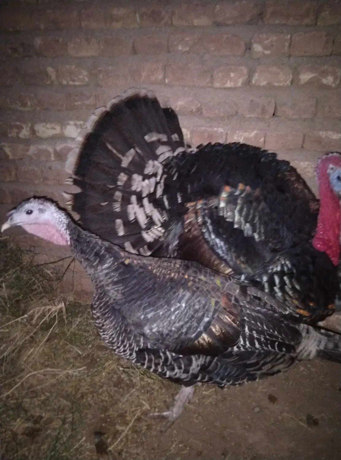 باغلمون نر ماده سالم تخم گذار|حیوانات مزرعه|شامکان, |دیوار