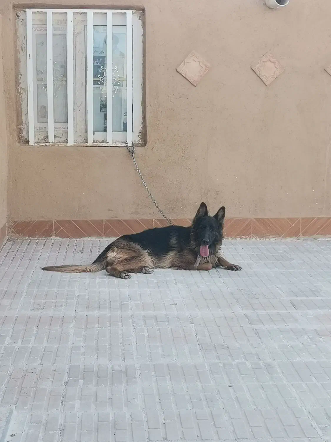 ژرمن ماده قابل معاوضه|سگ|کرمان, |دیوار