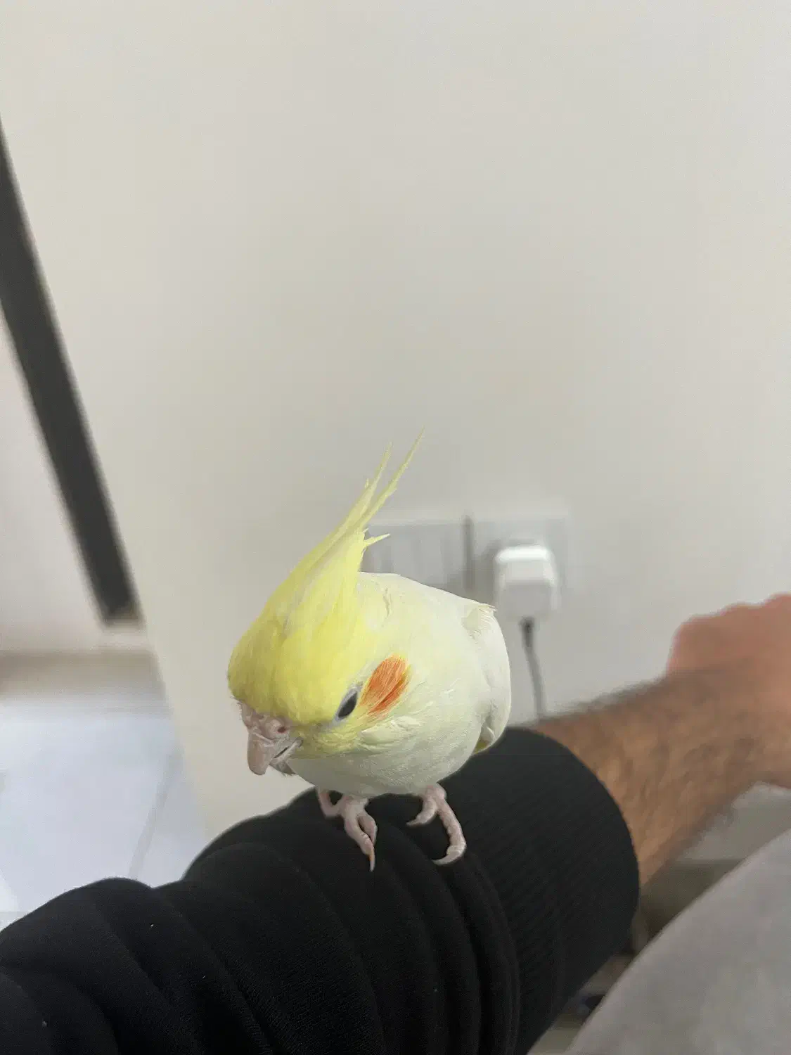 عروس هلندی رام و سخنگو|پرنده|اردبیل, |دیوار