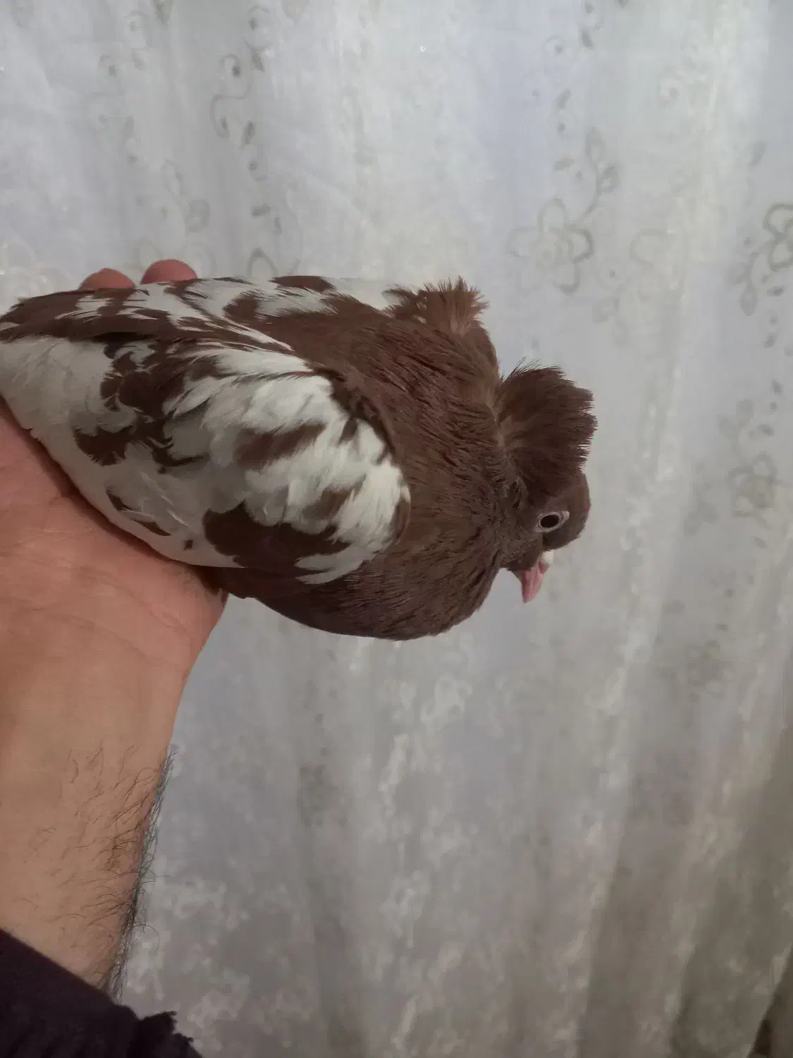 کبوتر|پرنده|تبریز, |دیوار