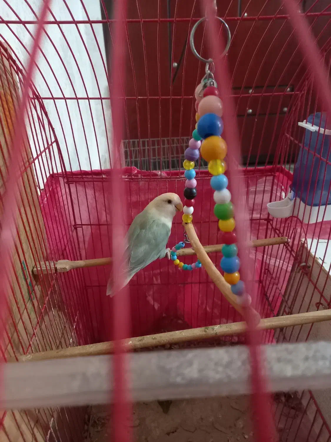 طوطی برزیلی|پرنده|ارومیه, |دیوار