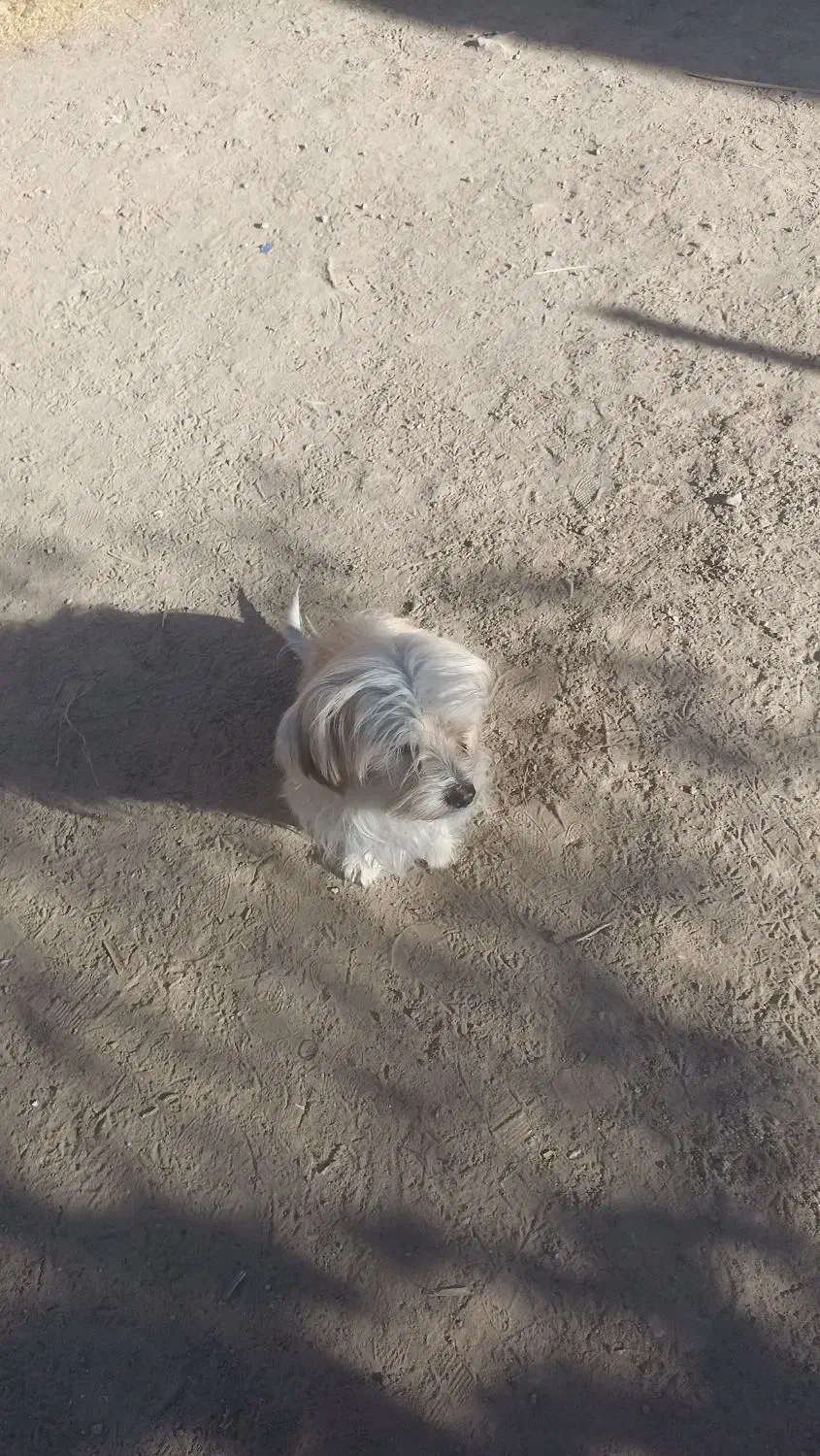 دوعددتوله به فروش میرسه به دلیل نداشتن مکان|سگ|سبزوار, رباط|دیوار