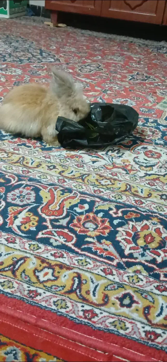 خرگوش خارجی|موش و خرگوش|نورآباد ممسنی, |دیوار