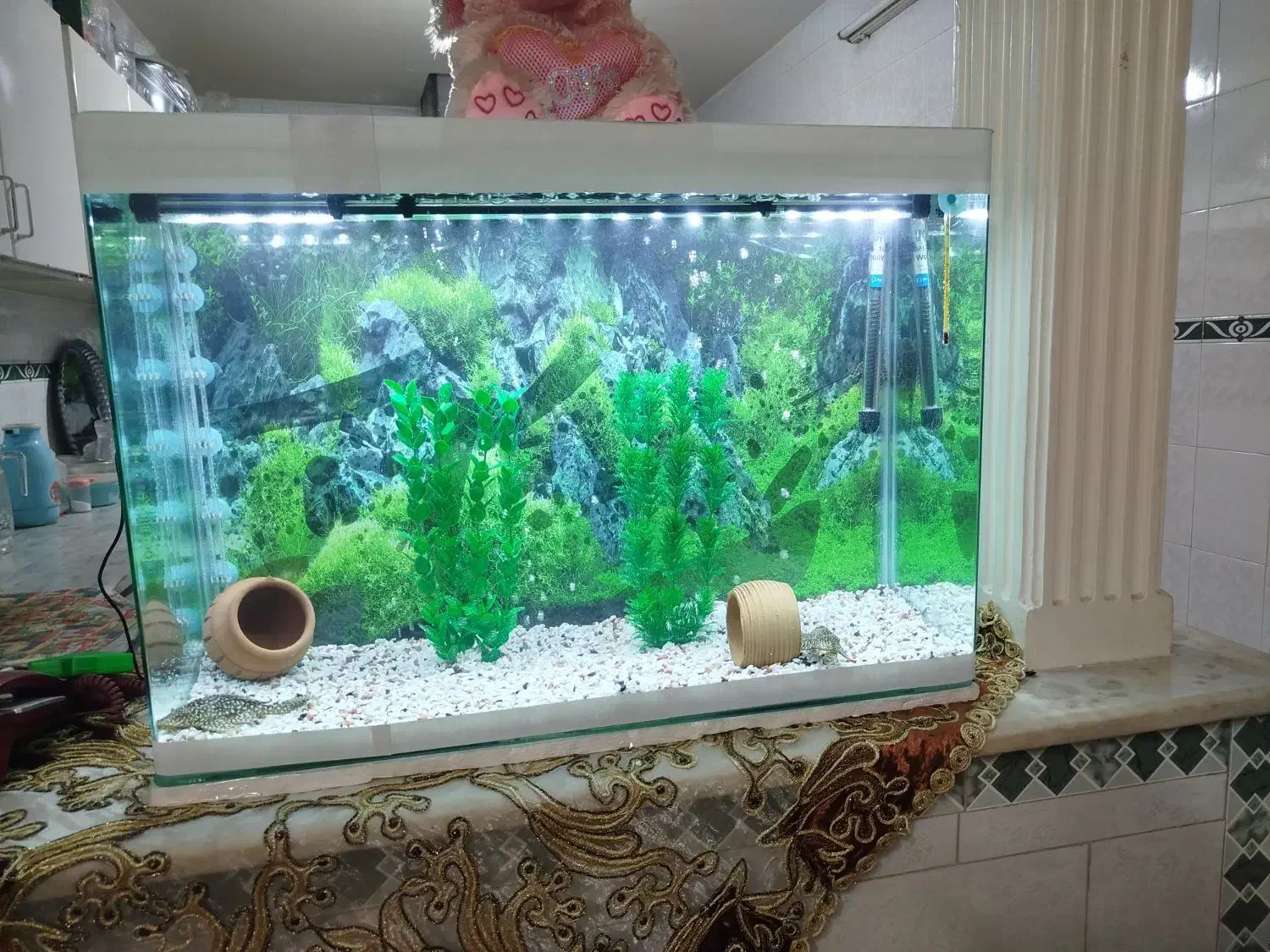 اکواریوم|ماهی|قزوین, |دیوار