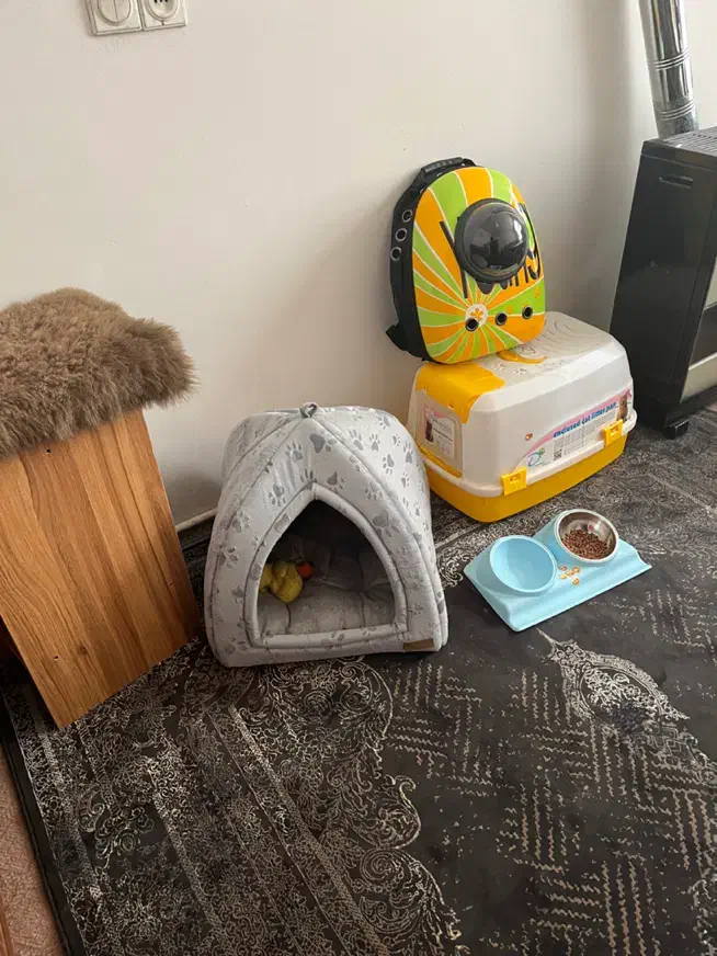 گربه اسکاتیش نر یکساله، رنگ طوسی ملوس و سالم|گربه|اردبیل, |دیوار