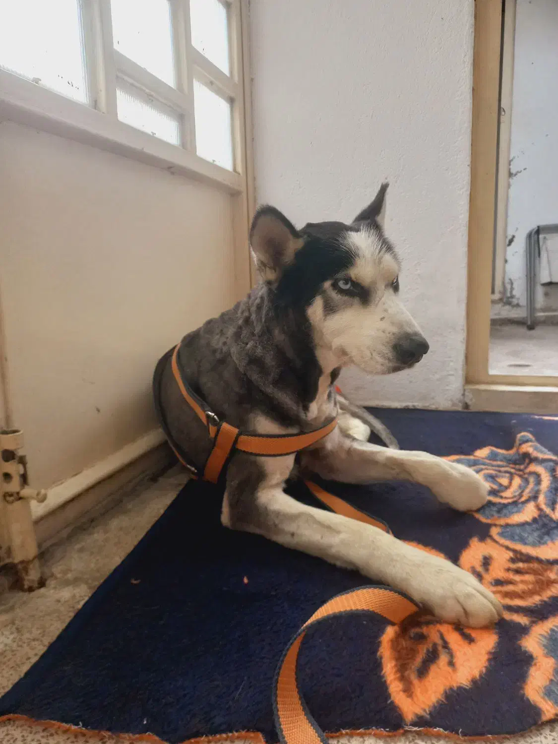 سک نر نژاد هاسکی|سگ|بابل, |دیوار