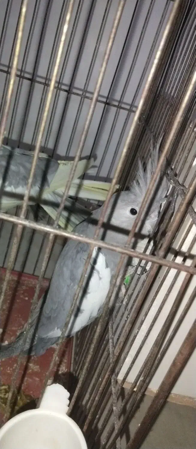 جفت عروس هلندی مولد با چهار تخم|پرنده|خرم‌آباد, |دیوار