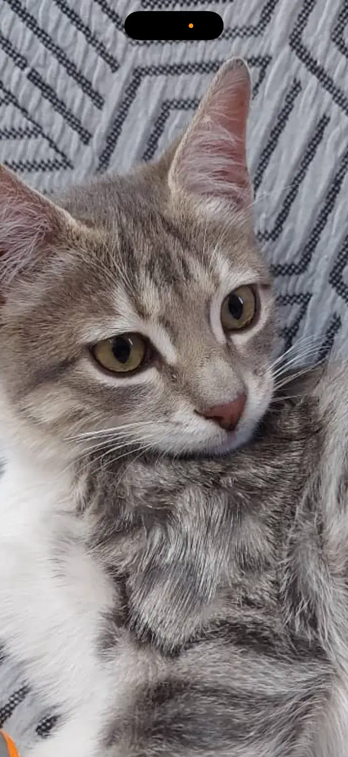 گمشده|گربه|تهران, اسکندری|دیوار