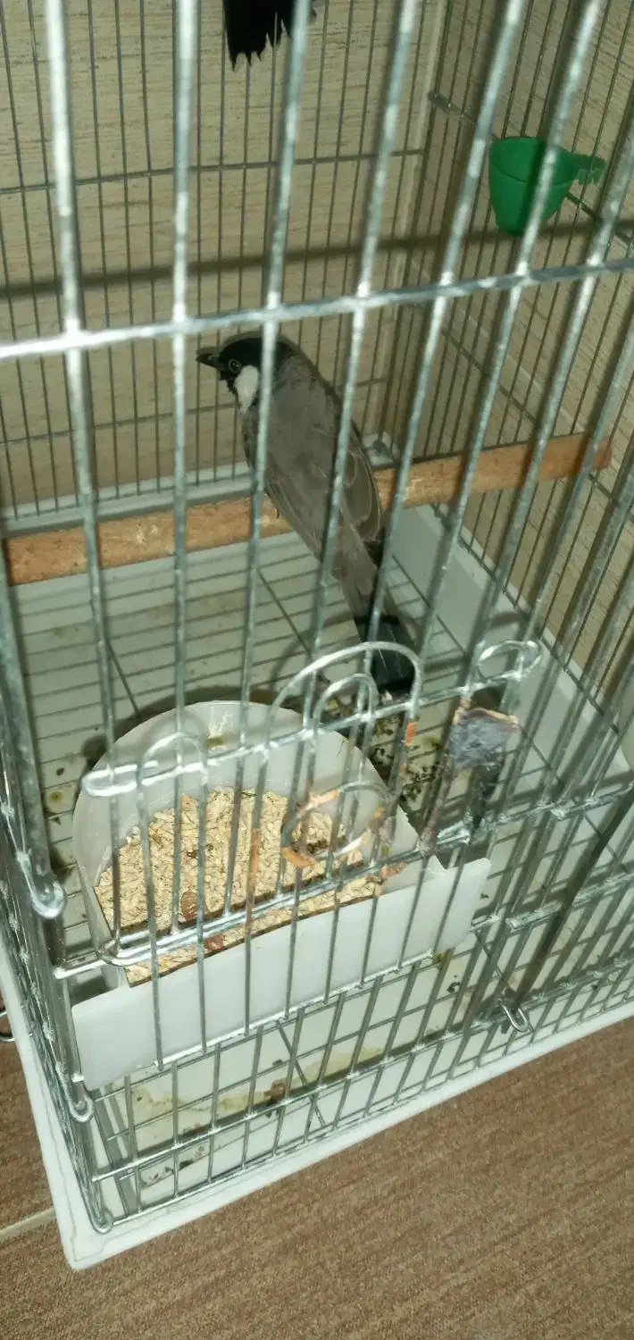 جوجه بزرگ شده سخن گو معاوضه با کفتر سفید کاکلی|پرنده|شیراز, حجت آباد|دیوار