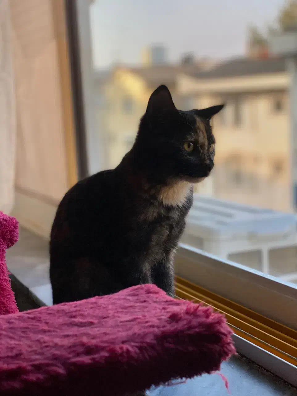 واگذاری گربه ۴ماهه|گربه|رشت, سعدی (تختی)|دیوار