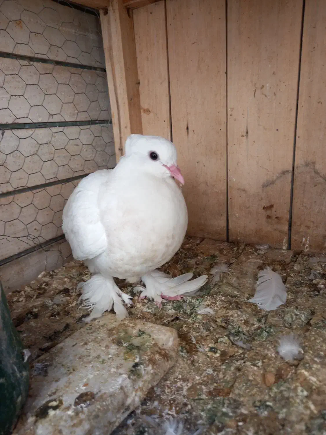 کفتر طوقی پاپر و کاکلی و سرور|پرنده|قم, لسانی|دیوار