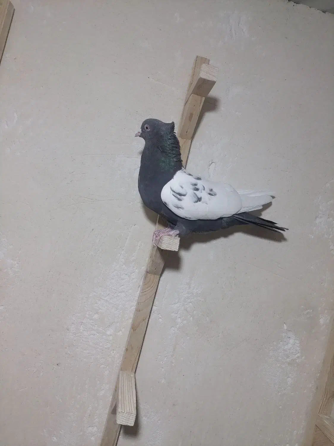 کفتر ماده سینه سرکه ای|پرنده|ارژن, |دیوار